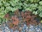 Stone path verge garden landscaping edge red fall autumn bush shrubs shrubbery nature background