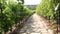 Stone path through vineyard landscape in summer
