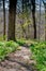 Stone path through the woods