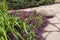 Stone paths with pink heather and juniper