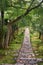 The stone paths under the maple trees in the beautiful garden of Kyoto. Japan