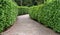 stone pathway between hedge