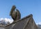 Stone Pelican statue, perched on a stone wall