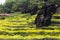 Stone pillar on yellow flower garden at Ham Rong Mountain Park in Sa Pa, Vietnam