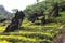 Stone pillars on yellow flower garden at Ham Rong Mountain Park in Sa Pa, Vietnam