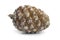 Stone pine cone