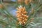 Stone pine flower. In this pine, the male flowers are grouped in small cones of little more than one centimeter and yellowish in