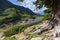 Stone pine in the mountains