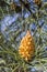 Stone pine (Pinus pinea) young cone detail