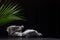 Stone podium with green palm leaf and water as summer shore at night for showing packaging and product on dark black background.