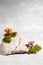 Stone podium, mushrooms and green moss on a gray background. Still life for the presentation of products and natural