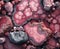 The stone is rhodonite as a background. Texture of rhodonite.