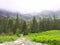 Stone road disappearing in the dense spruce forrest