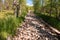 Stone road through the swamp