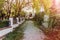 Stone road, trees and grass