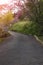 Stone road, trees and grass