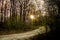 Stone road through the wood and sun shining through the trees