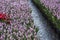 Stone roadway among lilac tulips