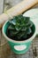 Stone rose cactus in green flower pot