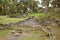 Stone round house ruins inside the lost city of ancient Kuelap fortress, archaeological site in Amazonas region of northern Peru