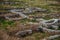 Stone ruins of ancient city buildings architecture in green grass in Crimea, archeology and old civilization concept