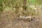 Stone salt for animals. Salt placed in an old stump in russian pine forest, forest ingeniring