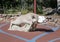 Stone sculpture of a bighorn ram in the Founders Play Area of Vail Village, Colorado