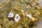Stone sea seaweed wet slippery large seashells open oyster close-up background design nature sea