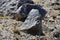 Stone in the shape of a human face with a pointed nose on the shore of the great sacred Tibetan lake Teri Tashi Namtso