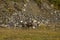 Stone Sheep ewe with lamb in meadow at base of mountain, northern British Columbia