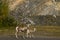 Stone Sheep ewe with lamb, at roadside, northern British Columbia