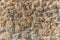 Stone, shell rock texture background. Texture of shell rock limestone for background