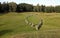 The `stone ship` megalithic burial ground Anund in Sweden
