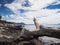 Stone shore and tree trunk, Hvar island, Croatia