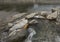 stone shoring on the river bank