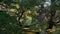 A stone shrine is visible through the pine tree leaves in this classic scene of a Japanese garden settings.