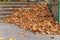 Stone stair path with a lot fall colored leaves