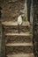 Stone staircase in a wall with a sitting cat