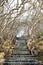 Stone stairs among crooked trees