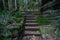 Stone stairs in the forest, hiking trail, path in tropical rainforest