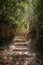 Stone stairs in a forest in Mlini, Croatia.