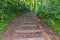 Stone stairs on a hill in the middle of the forest among trees and vegetation with green foliage