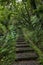 Stone stairs in a lush and verdant forest