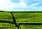 Stone stairs to sky from green tea field