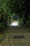 Stone stairs under trees and plants at night