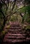Stone stairway through enchanted woods.