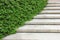 Stone stairway with plant in the garden