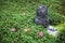 Stone statue of Jizo on ground covered by green star moss and red maple leaves during autumn in a garden at Enkoji temple in Kyoto