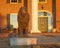 Stone statue of a sitting lion in front of the Sigma Alpha Epsilon Fraternity House on the campus of the University of Arkansas.
