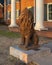 Stone statue of a sitting lion in front of the Sigma Alpha Epsilon Fraternity House on the campus of the University of Arkansas.